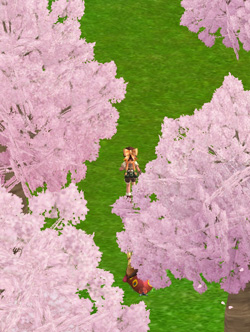 桜並木を.jpg